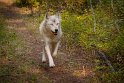166 Canada, Golden, Northern Lights Wildlife Wolf Center